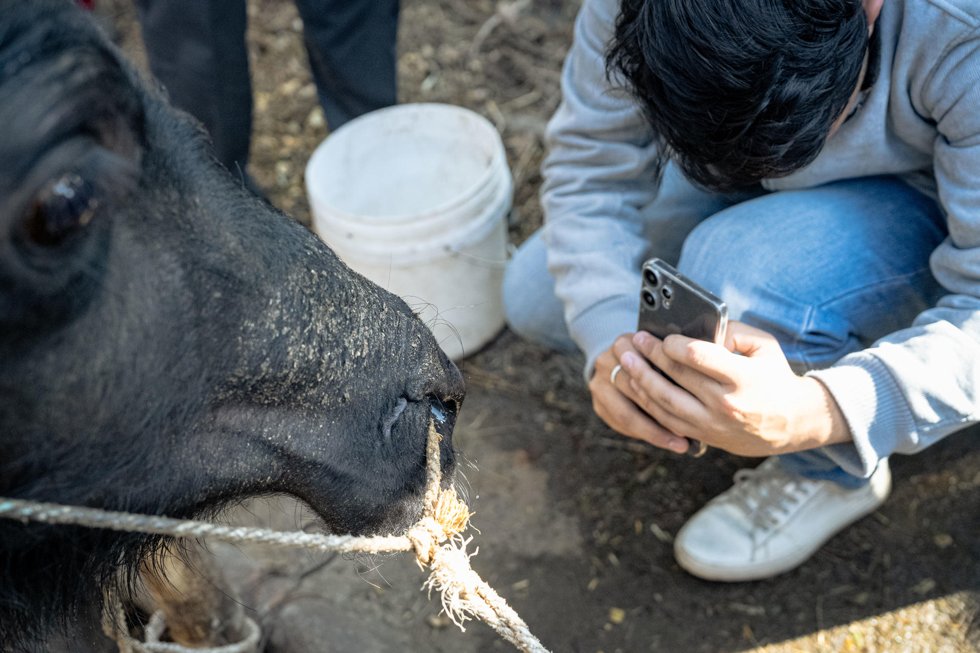 Field researcher scanning a buffalo's muzzle with a smartphone